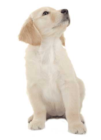 Golden Puppy Looking Up no shadow1