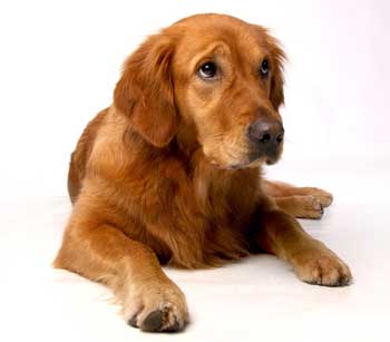red golden retriever