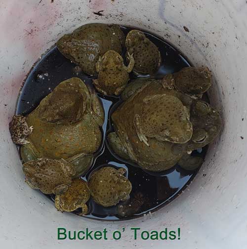 bucket of toads