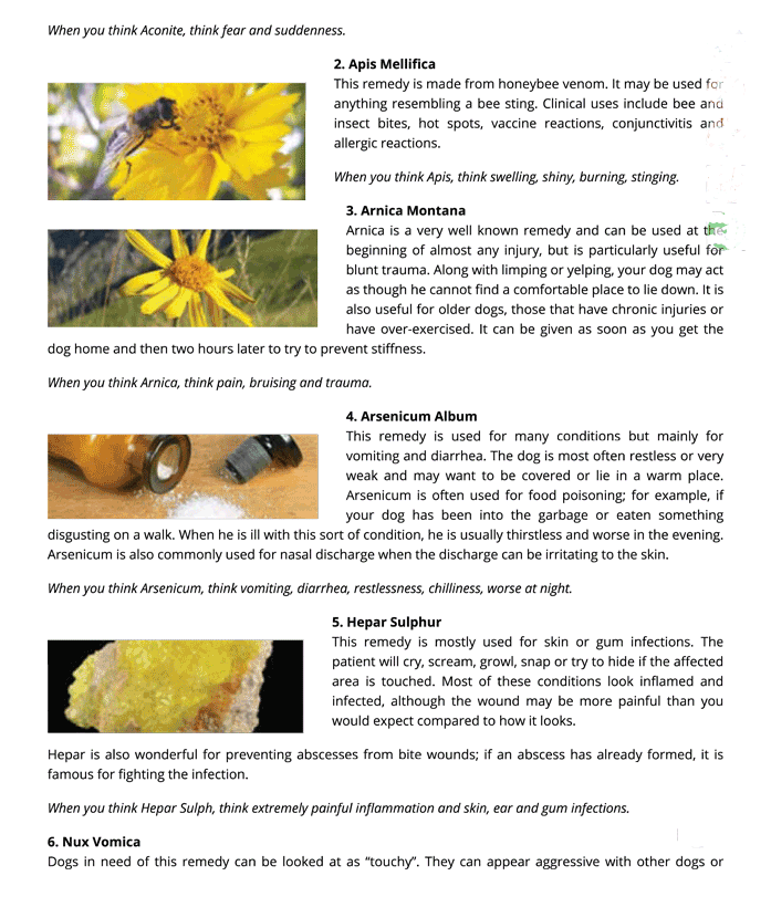 Top 10 Homeopathic Remedies For Cats Dogs Animal Wellness Magazine 2