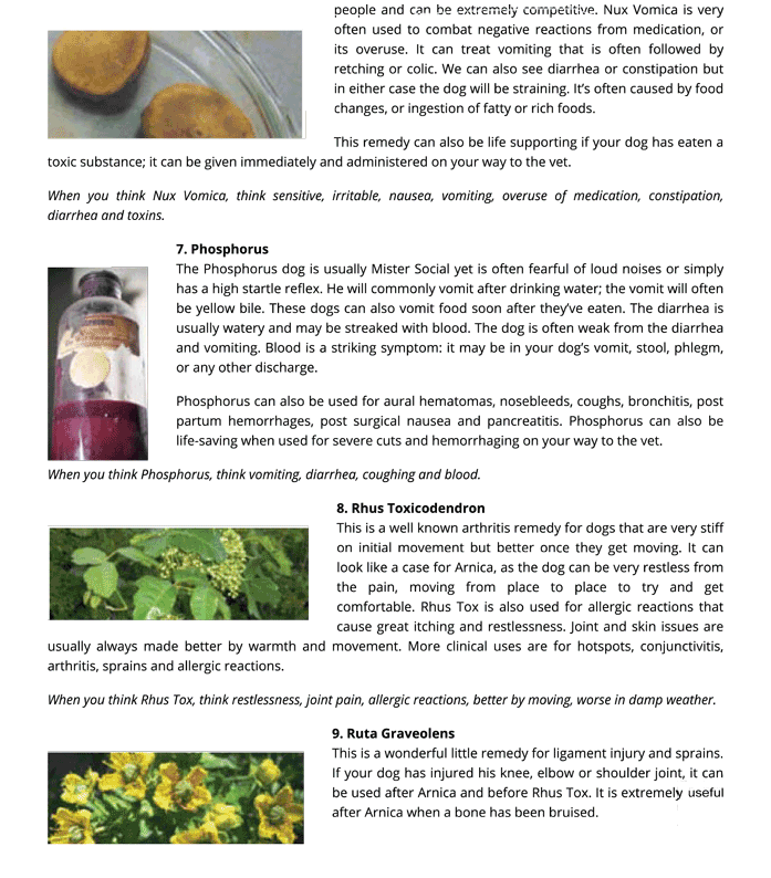 Top 10 Homeopathic Remedies For Cats Dogs Animal Wellness Magazine 3