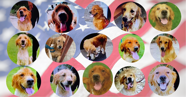 15 golden retrievers from china