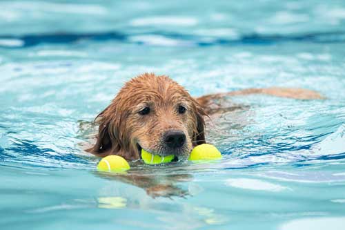 swimming golden with toy
