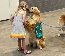 girl with golden retriever wearing vest