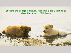 dogs heaven