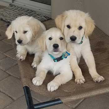 Three golden retriever puppies