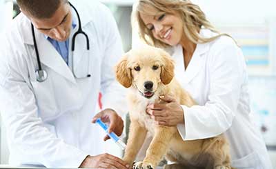 Vets with Golden Retriever