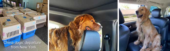 Airline crates at airport, Goldens in cars