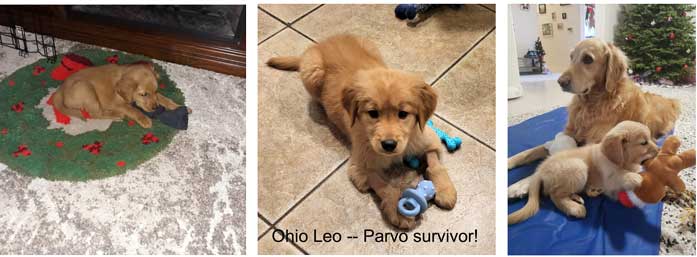 Ohio puppies at home