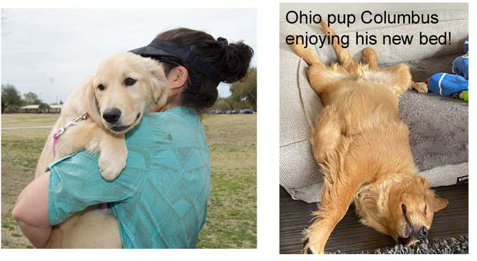 Ohio puppies enjoying their new lives