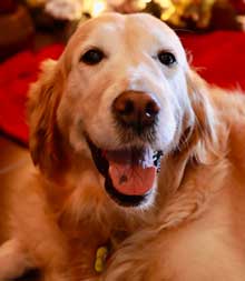 Carly smiling golden retriever