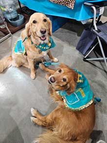 Two golden retrievers wearing donation vests