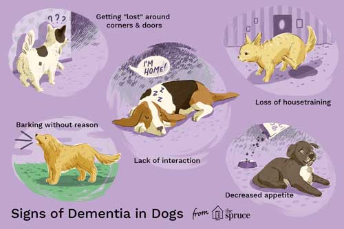 dementia in dogs1 500px