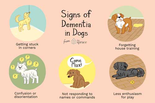 signs of dementia in dogs