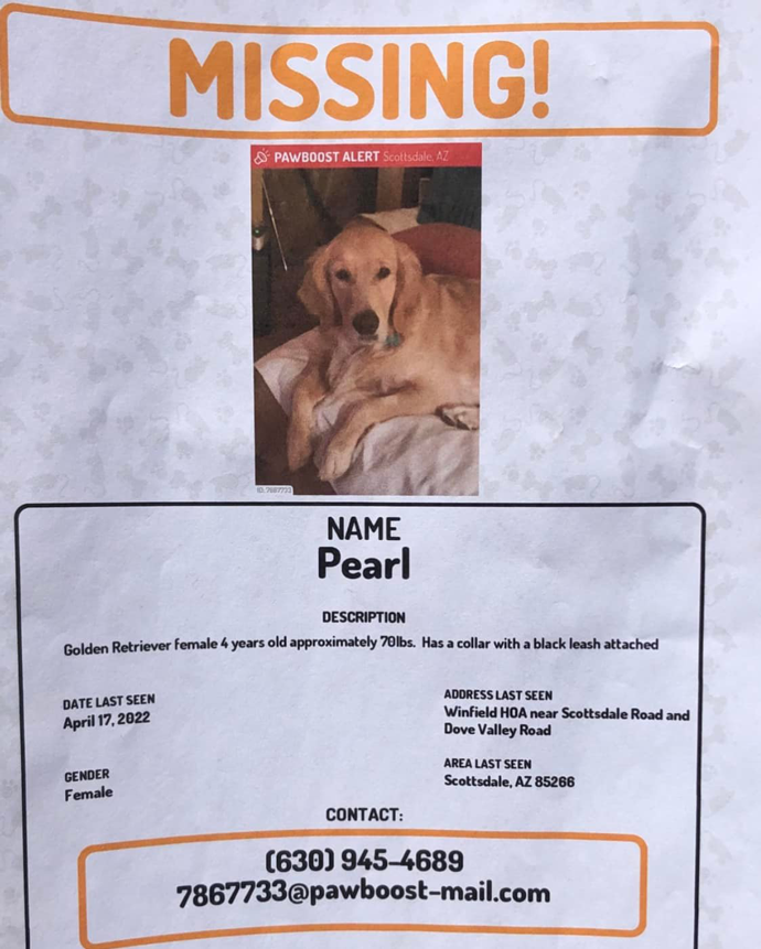 Lost Golden Retriever