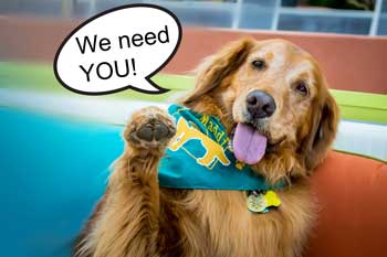 golden retriever saying we need you