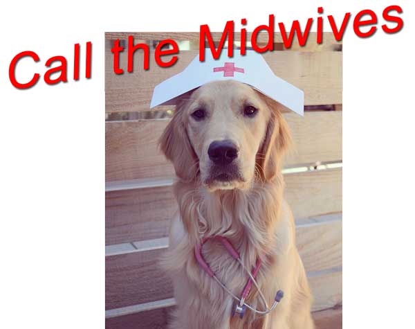 Golden Retriever in Nurse hat