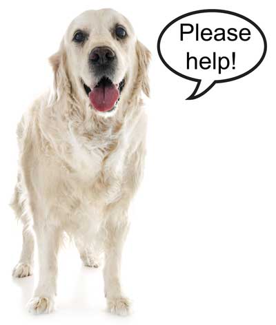 Cream golden saying please help