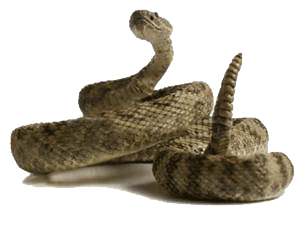 rattlesnake1