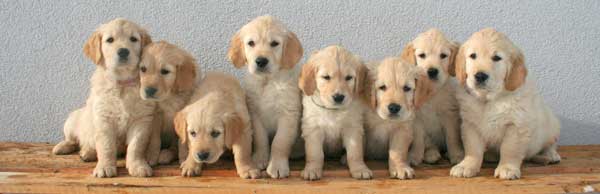 row of golden puppies