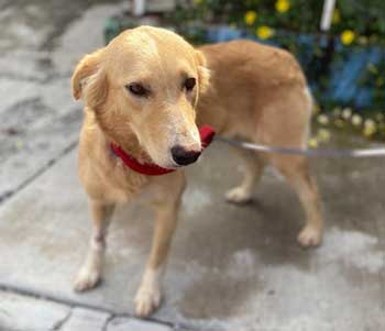 small golden retriever