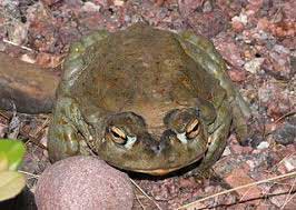 sonoran desert toad