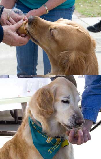 peanut butter licking contest