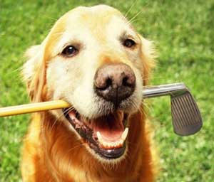 golden retriever with golf club