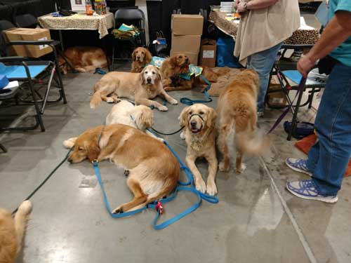 Goldens1