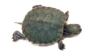 turtle1