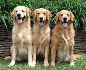 3 Goldens