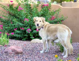 Bella 1433 Big resized