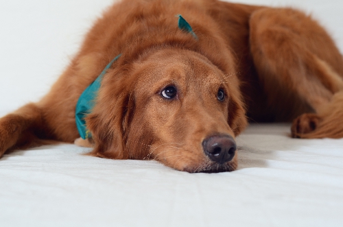 RileyDSC 2686 resized 500