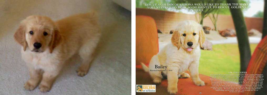 Bailey Bear day one and the Calender Boy