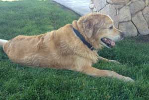 Sherlock Enjoying the grass resized 500