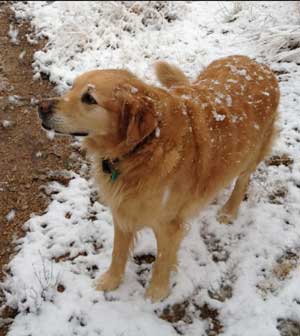 Sherlock Enjoying the snow in Prescott resized 500