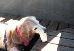 TashaScan0011Pup Cup edited-1 resized