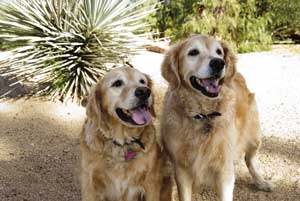 Thunder 2013 0622 0735502 resized 300