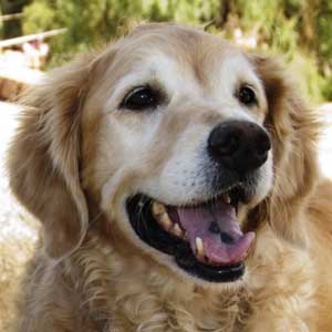 Thunder 2013 1003 Thunder resized 300