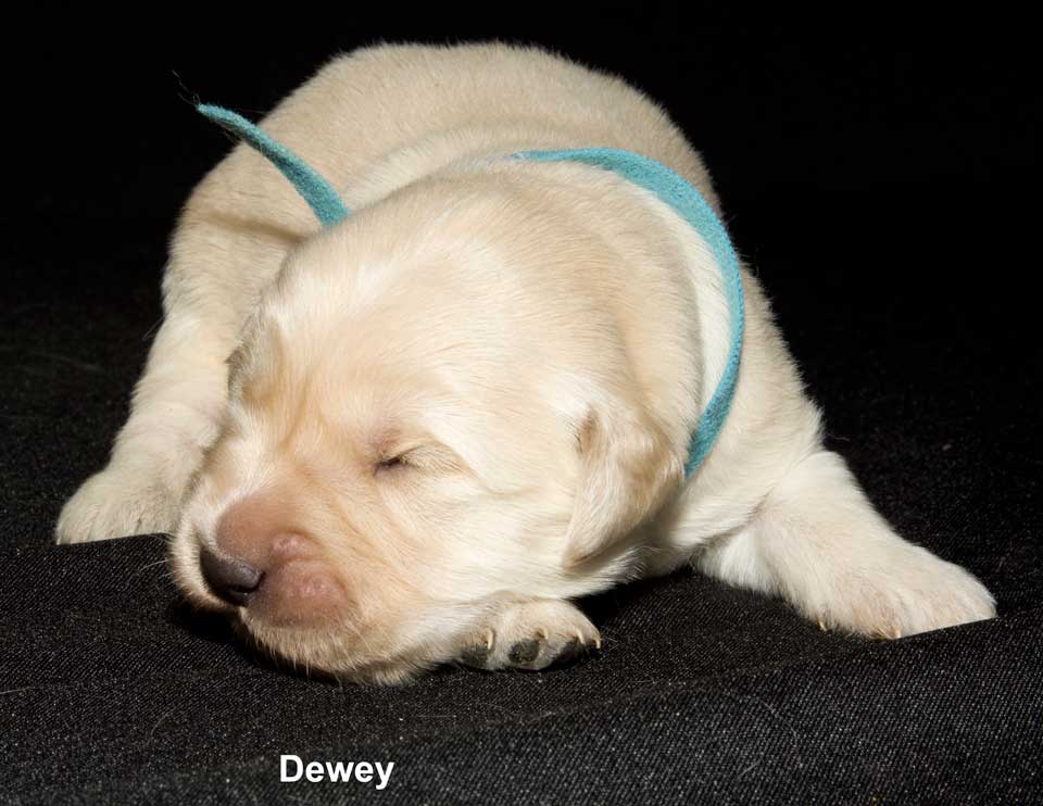 011-Dewey_5926.jpg
