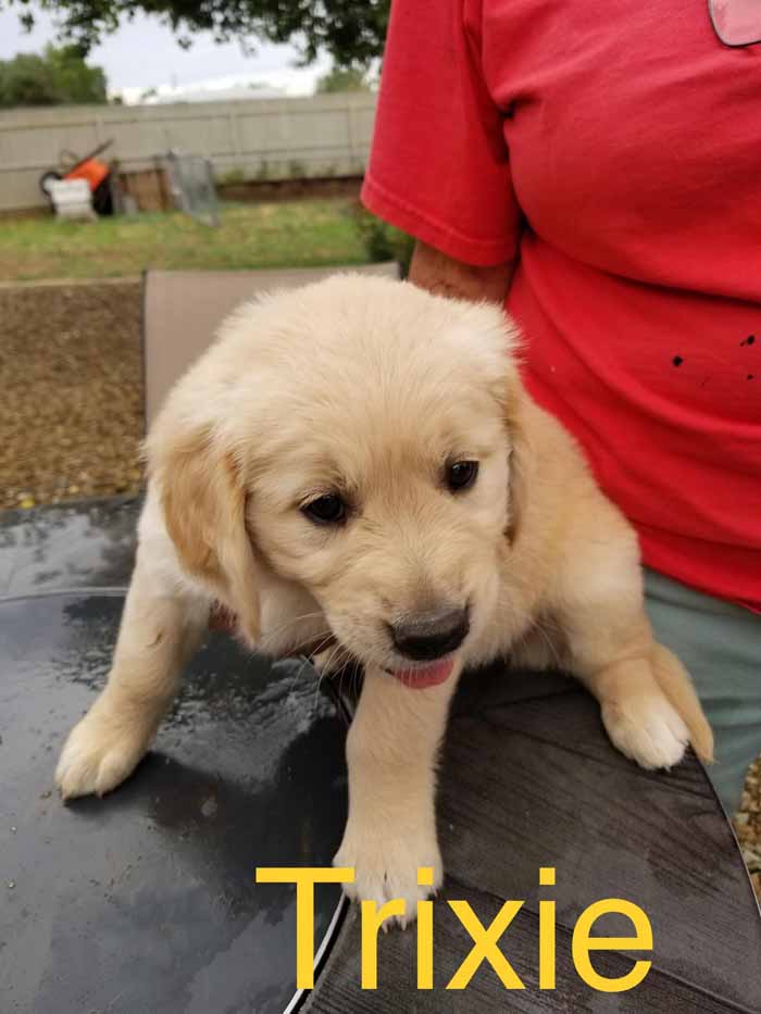 3_Trixie.jpg