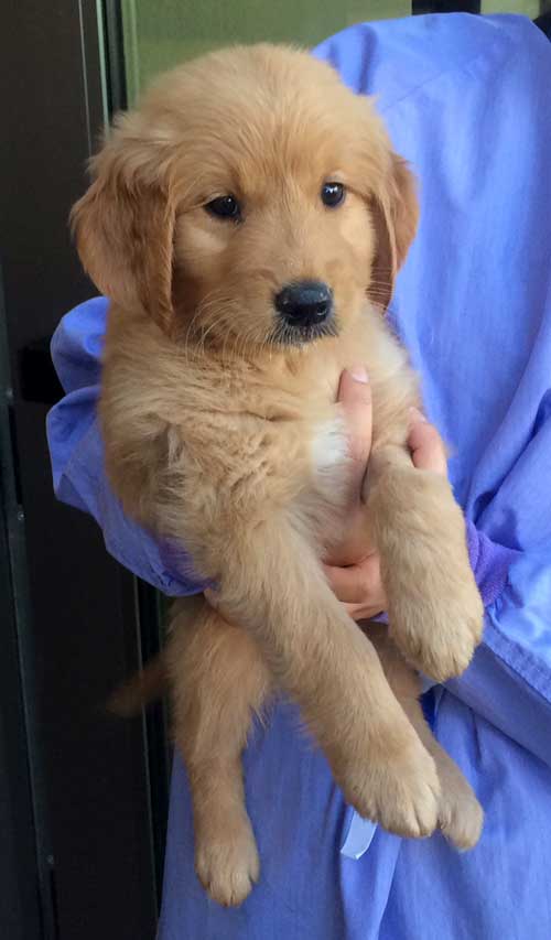 RAGofAZ-Tug-Ready-to-go-home