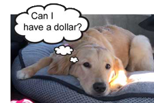 sasha cropped dollar 225