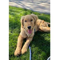 21-002 Liu Mao now Waylon