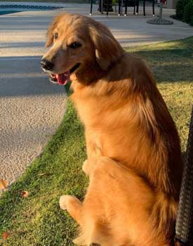 21 021 Golden now Teddy 4 medium IMG 5067