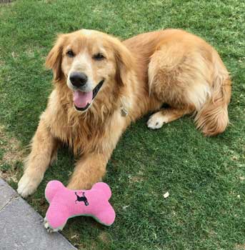 21 021 Golden now Teddy 5 medium IMG 0001