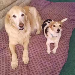 21-050 Buddy & 21-051 Dale now Dilly