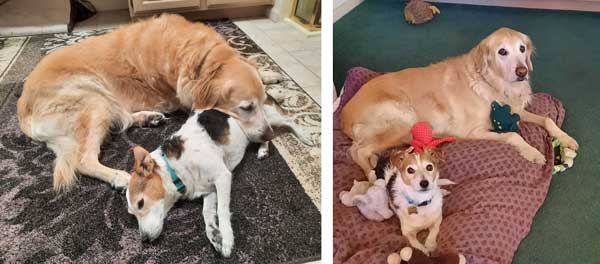 21 050 Buddy 21 051 Dale now Dilly1