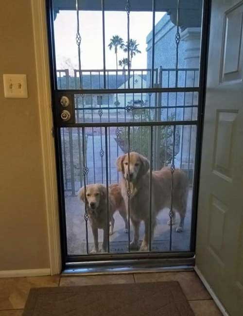 22 003 Toby nka Santo2