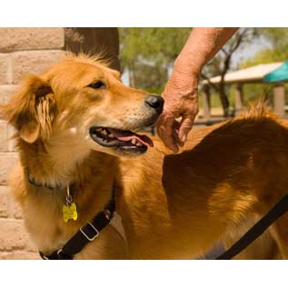 22-010 Marley now Tamale